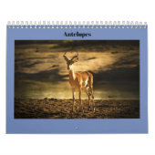 Calendrier Antilopes (Protection)