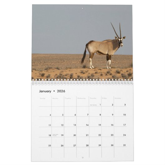 Calendrier Antilopes (Jan 2026)