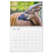 Calendrier Antilopes (Mar 2027)