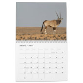 Calendrier Antilopes (Jan 2027)