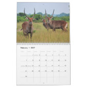 Calendrier Antilopes (Feb 2027)