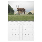 Calendrier antilopes africaines 2025 (Jan 2026)