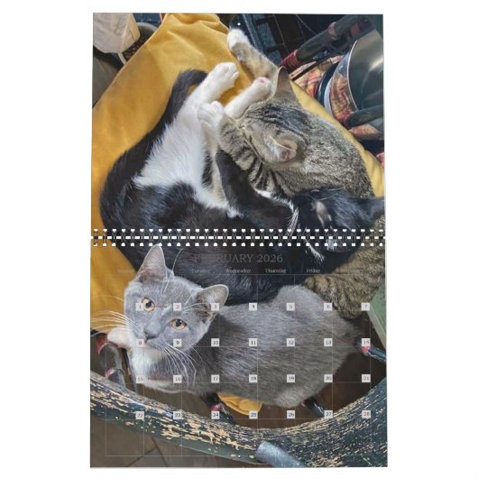 Calendrier AP Kittens 2 ans (Feb 2026)