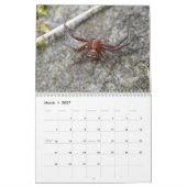 Calendrier Arachnids Araignées Extraordinaires (Mar 2027)