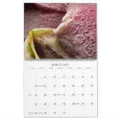 Calendrier ASMR micro : Dégivrez (Mar 2027)
