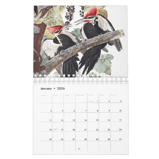 Calendrier Audobon Bird (Jan 2026)