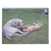 Calendrier Audrey et Willow 2013 (Protection)