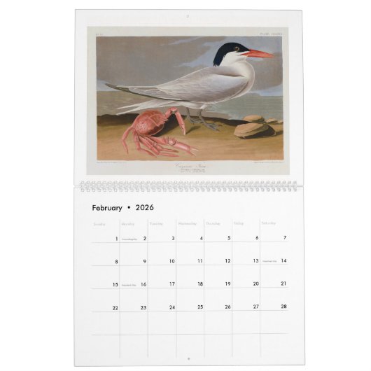 Calendrier Audubon's Marsh and Shore Birds 2026 (Feb 2026)