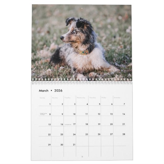 Calendrier Australian Shepherd Calendar 2026 (Mar 2026)