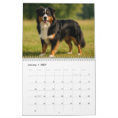 Calendrier Australian Shepherd Calendar 2026 (Jan 2027)