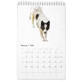 Calendrier australien de chien de bétail (Feb 2026)