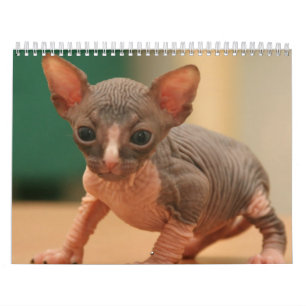 Calendrier avec les chatons mignons d'un sphynx
