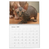 Calendrier avec les chatons mignons d'un sphynx (Jan 2027)