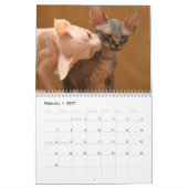 Calendrier avec les chatons mignons d'un sphynx (Feb 2027)