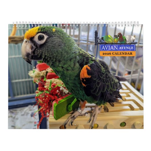 Calendrier Avian Avenue 2026 Parrot Calendar (Protection)