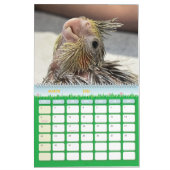 Calendrier Avian Avenue 2026 Parrot Calendar (Mar 2026)