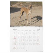 Calendrier Azawakh 2011 (Mar 2026)