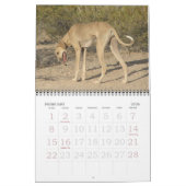 Calendrier Azawakh 2011 (Feb 2026)