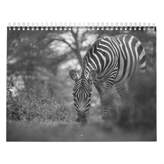Calendrier B/W animal zèbre (Protection)