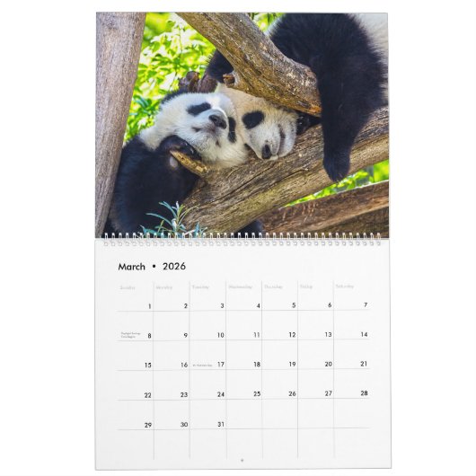 Calendrier Baby panda géant (Mar 2026)