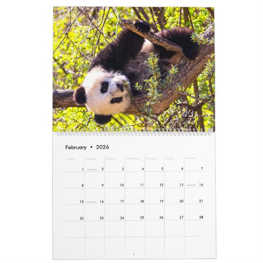 Calendrier Baby panda géant (Feb 2026)