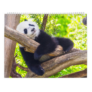 Calendrier Baby panda géant