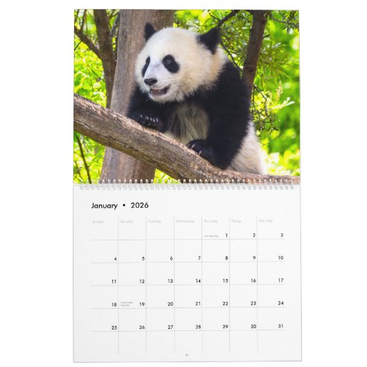 Calendrier Baby panda géant (Jan 2026)