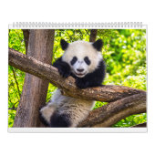 Calendrier Baby panda géant (Protection)