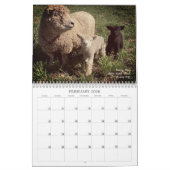 Calendrier Babydoll Southdown Sheep 2025 (Feb 2026)