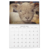 Calendrier Babydoll Southdown Sheep 2025 (Jan 2026)
