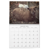 Calendrier Babydoll Southdown Sheep 2026 NABSSAR Calendar (Jan 2026)