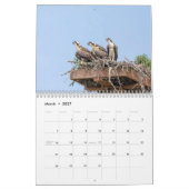 Calendrier Balbuzard pêcheur 2026 (Mar 2027)