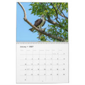 Calendrier Balbuzard pêcheur 2026 (Jan 2027)