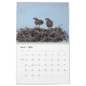 Calendrier Balbuzard pêcheur 2026 (Mar 2026)