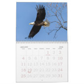Calendrier Bald Eagles, American Symbol Calendar (Jan 2026)