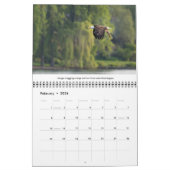 Calendrier Bald Eagles Photographie de la faune (Feb 2026)
