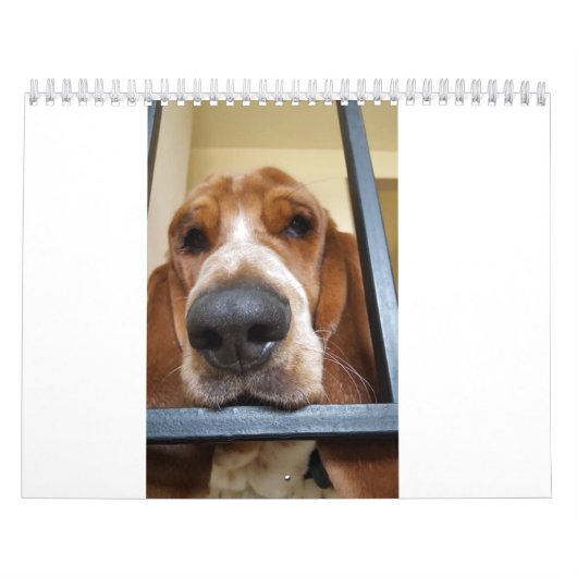 Calendrier Basset Hound (Protection)