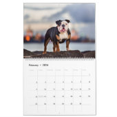 Calendrier Beachbum Bulldogs et autres aventures (Feb 2026)