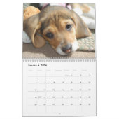 Calendrier beagle (Jan 2026)