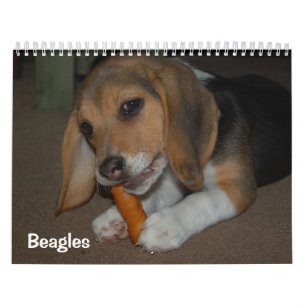 Calendrier beagle