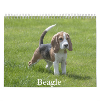 Calendrier beagle