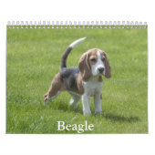 Calendrier beagle (Protection)