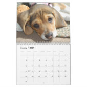 Calendrier beagle (Jan 2027)