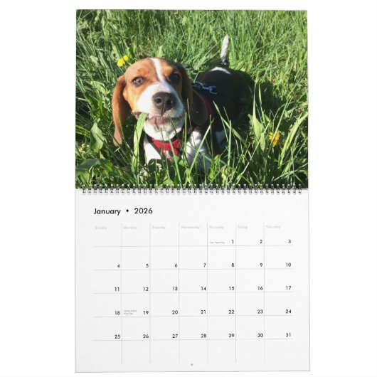 Calendrier Beagle 2021 (Jan 2026)
