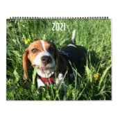 Calendrier Beagle 2021 (Protection)