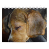 Calendrier Beagle Calander (Protection)
