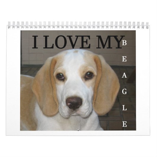 Calendrier Beagle Calender (Protection)