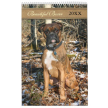 Beau chien de boxe 2021