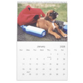 Calendrier Beau chien de boxe 2021 (Jan 2026)