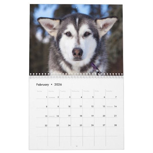 Calendrier Beau Chien Husky (Feb 2026)